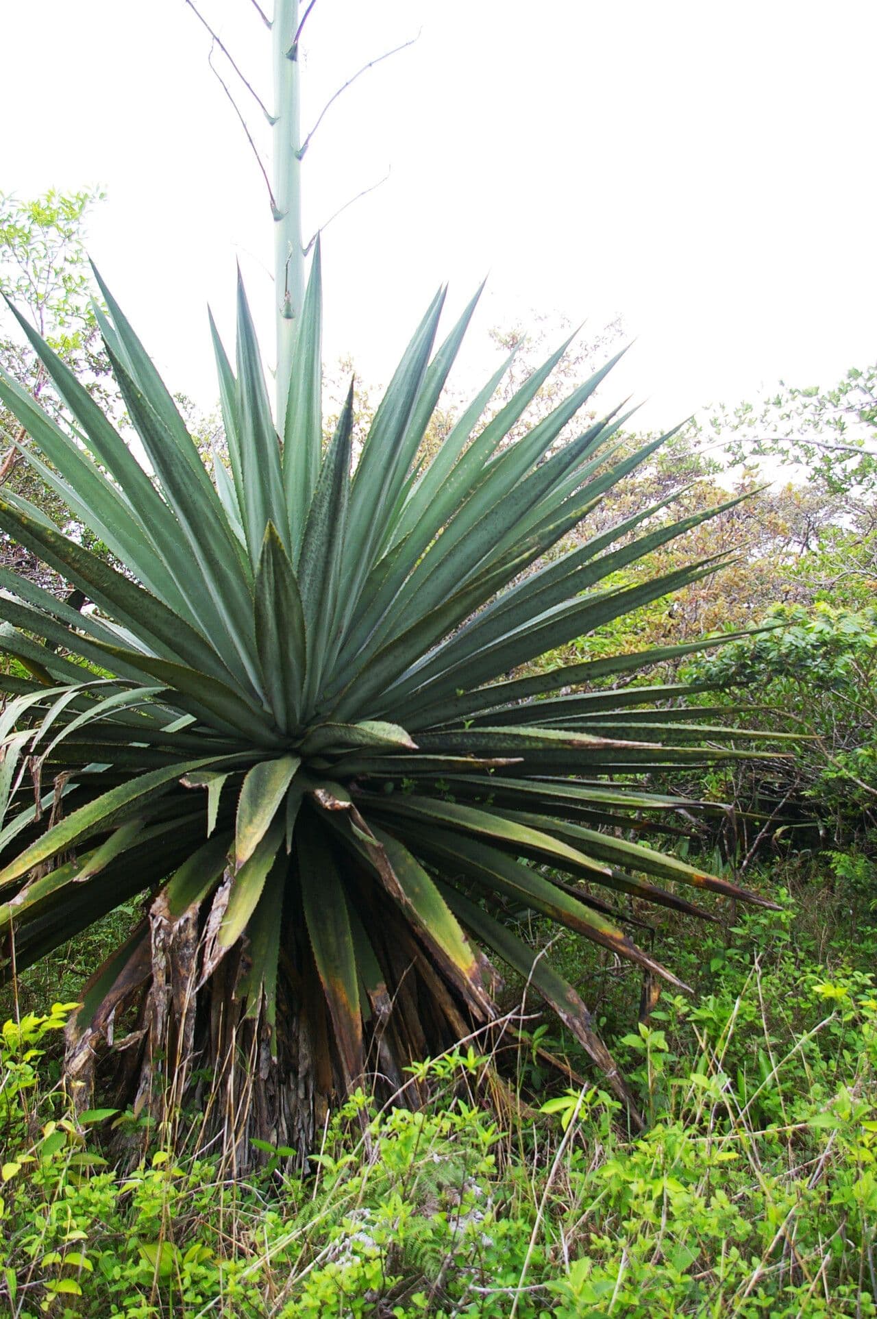 Agave 5