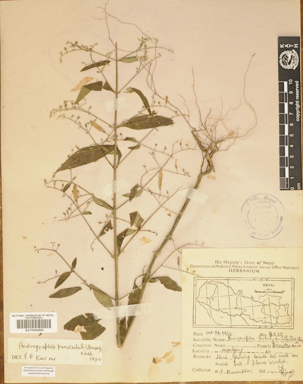 Andrographis paniculata 23