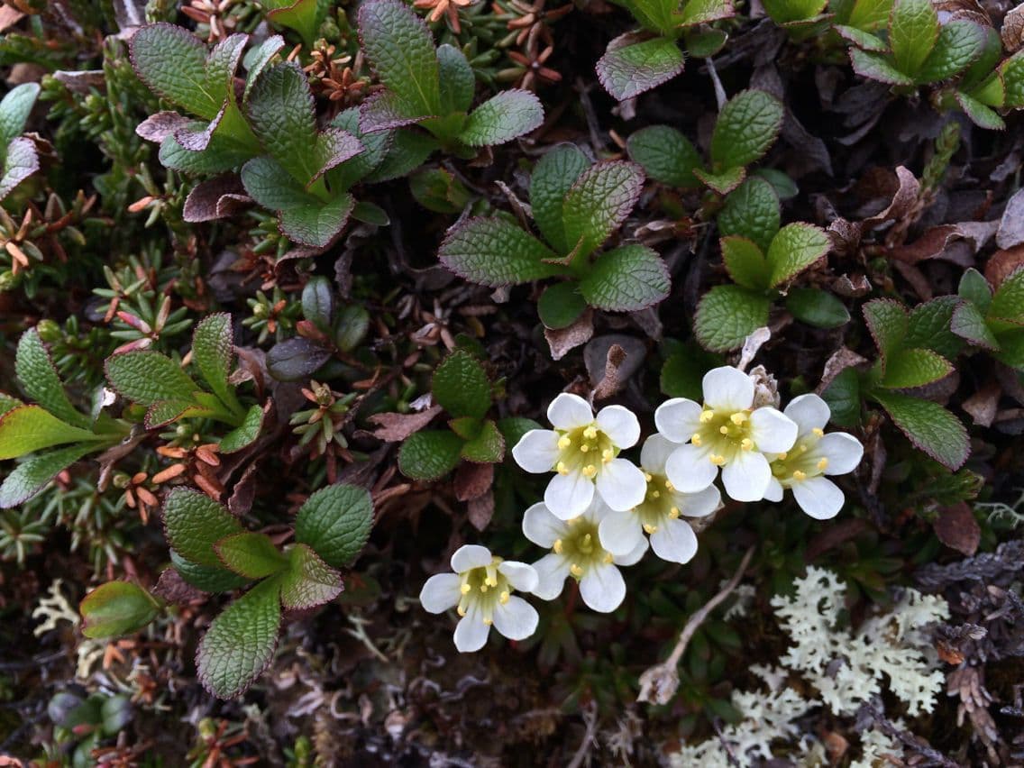 Diapensia lapponica