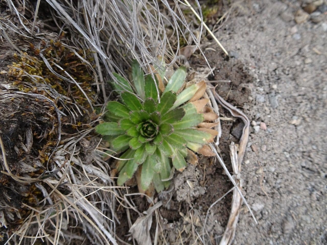 Draba jorullská 4
