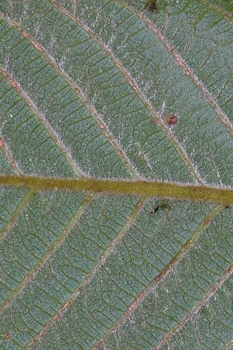 Cupania rossastra 12