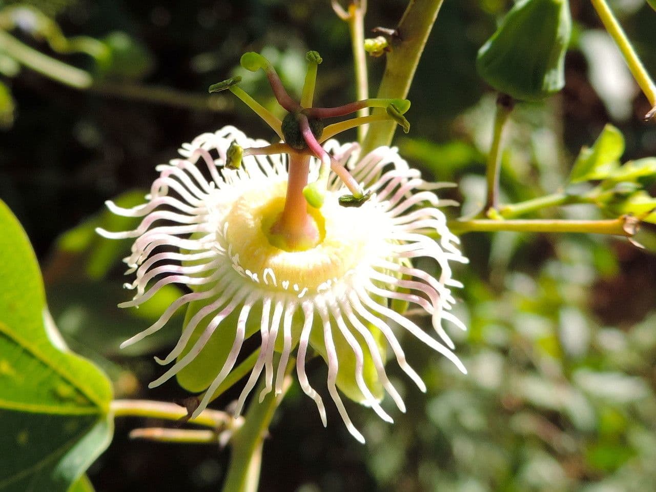 Passiflora mexicana
