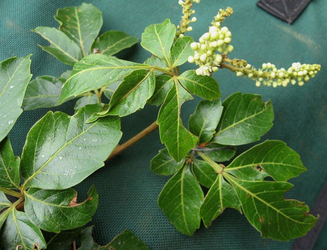 Traubige Serjania