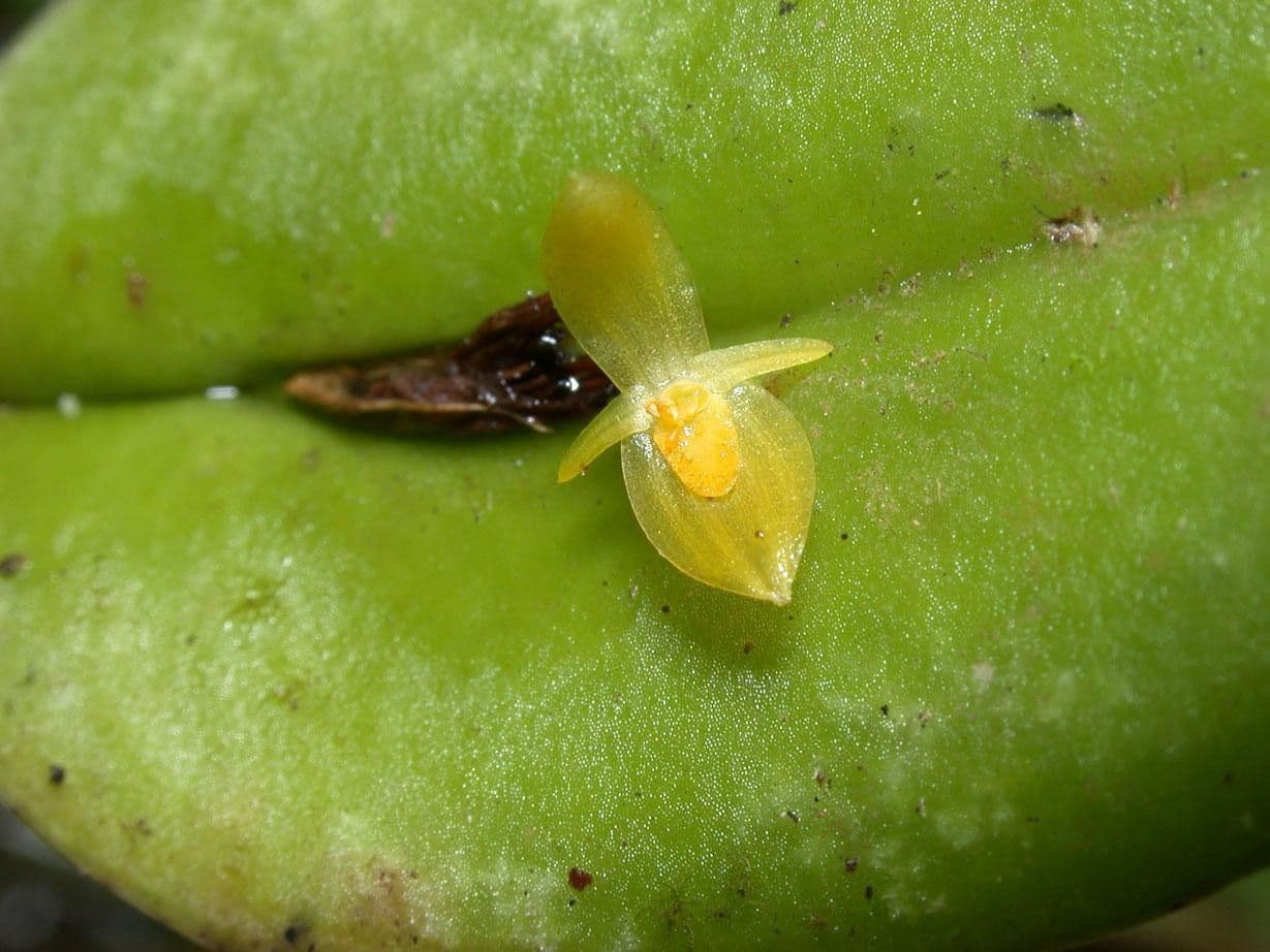Pleurothallis 16