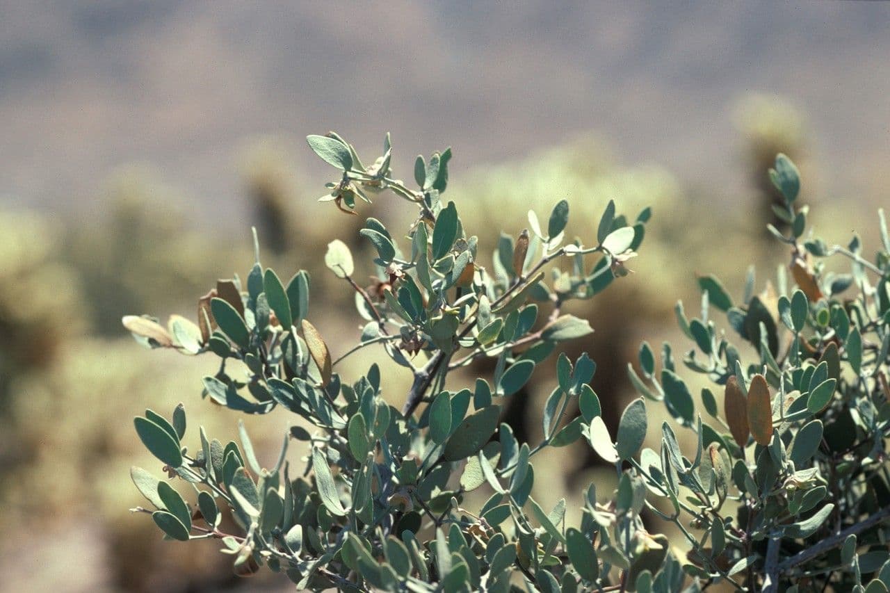 Jojoba 21