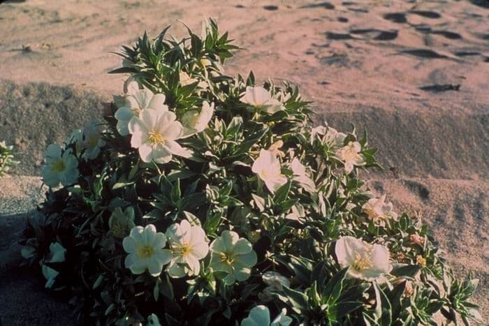 Enagra californiana 13
