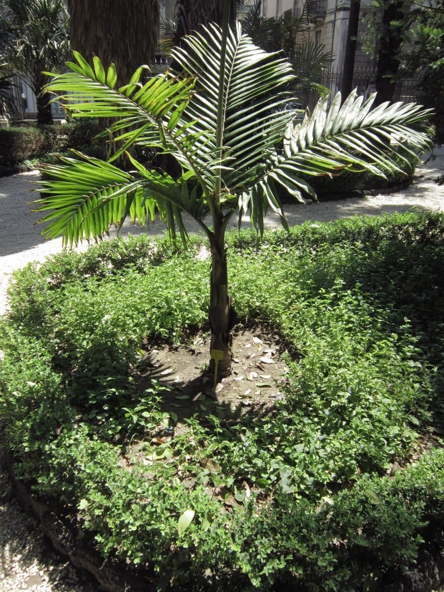 Burretiokentia hapala