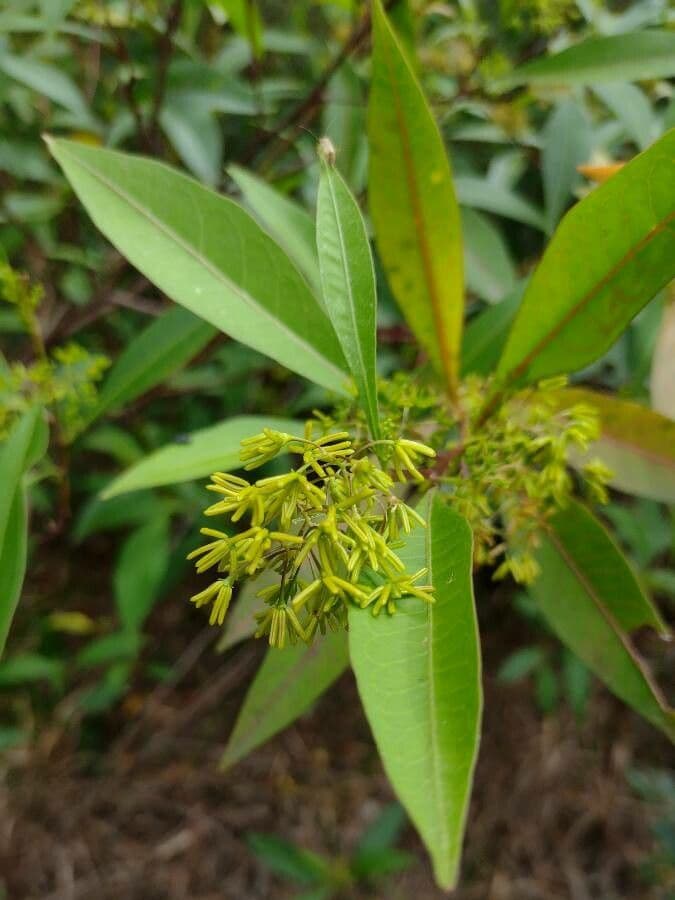 Dodonaea triquetra 2