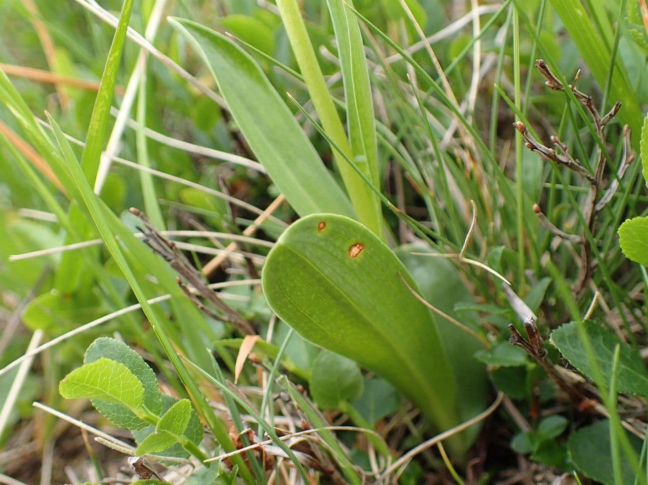 Weißzüngel 22