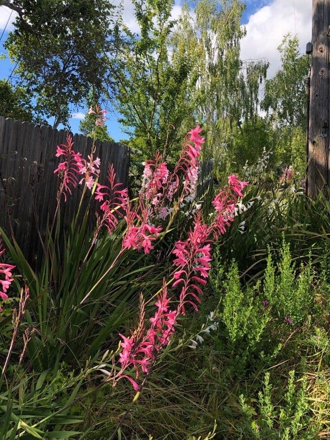 Watsonia 12