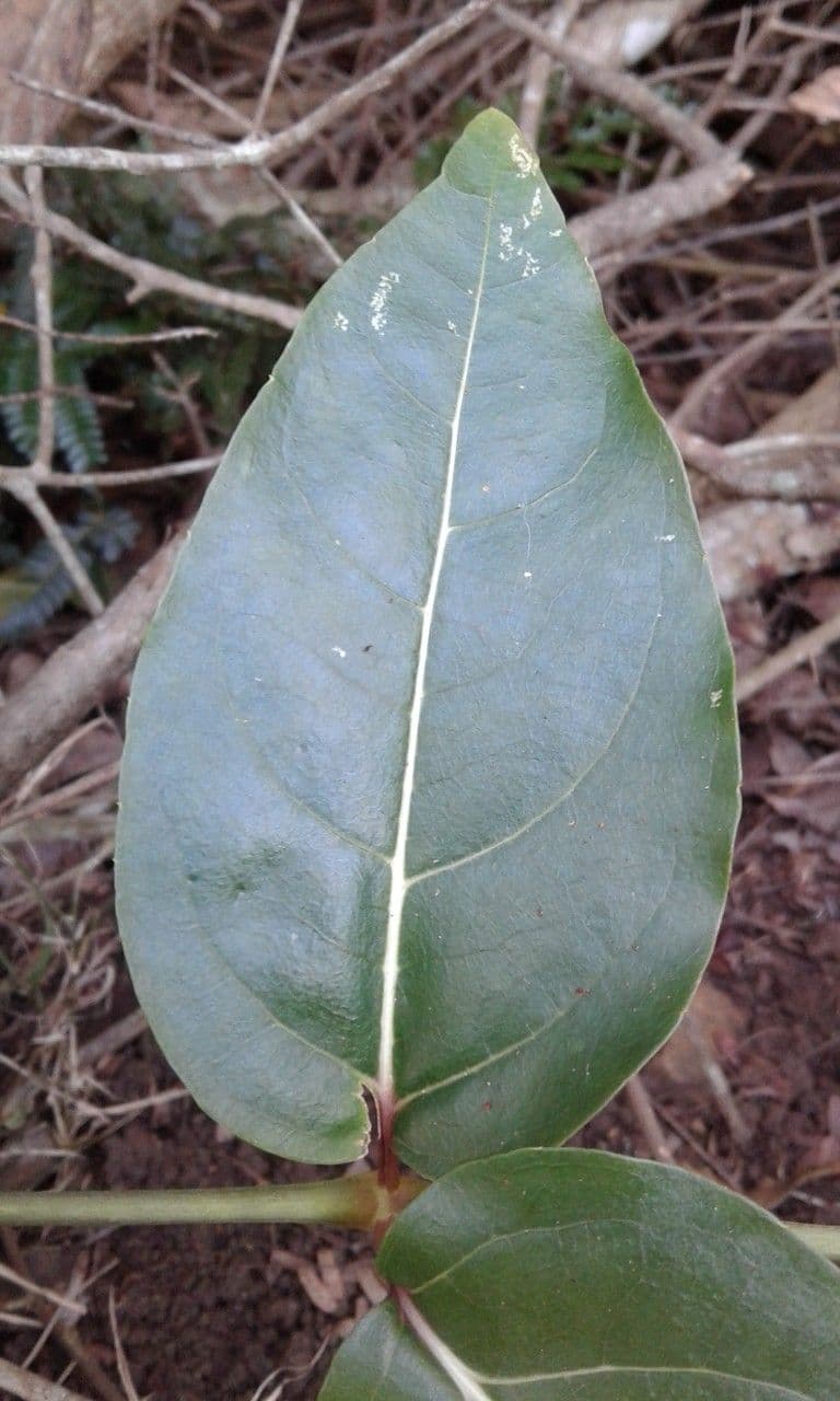Polyscias 3