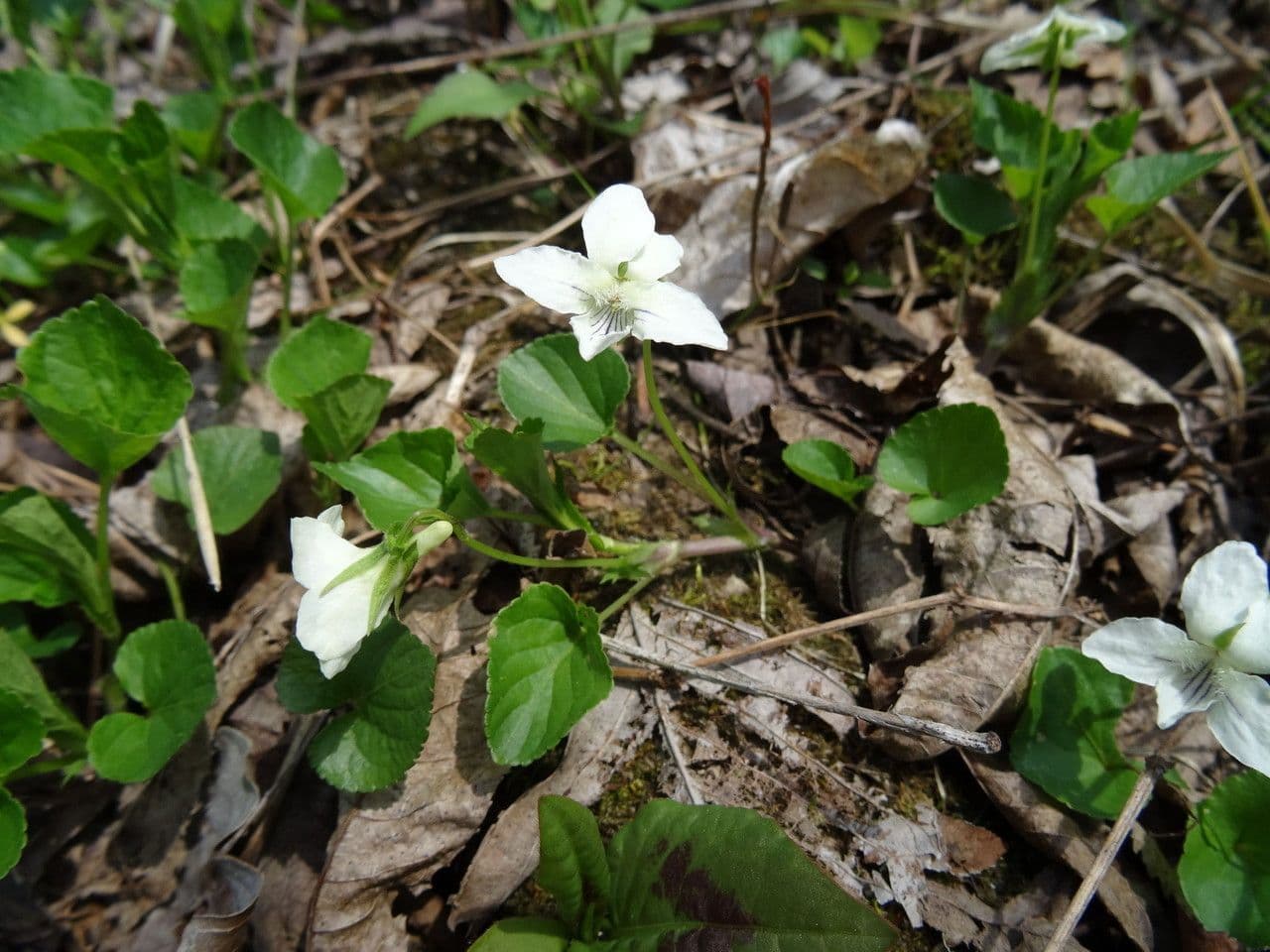 Viola striata 9