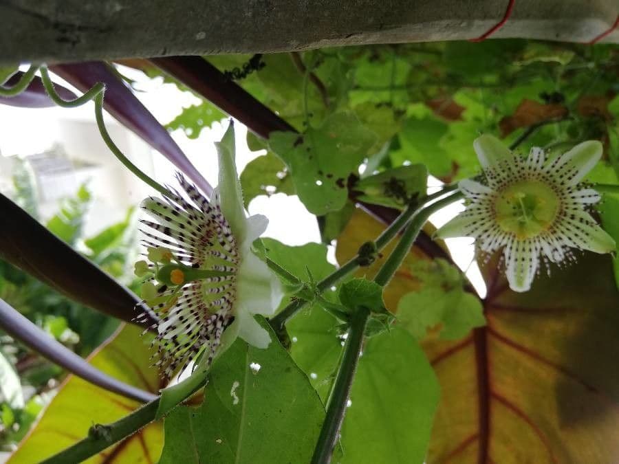 Passiflora 7