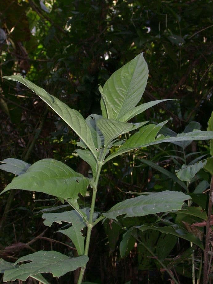 Odontonema tubaeforme 22