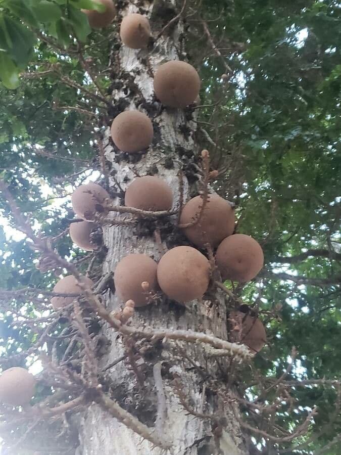 Kanonenbaum 2