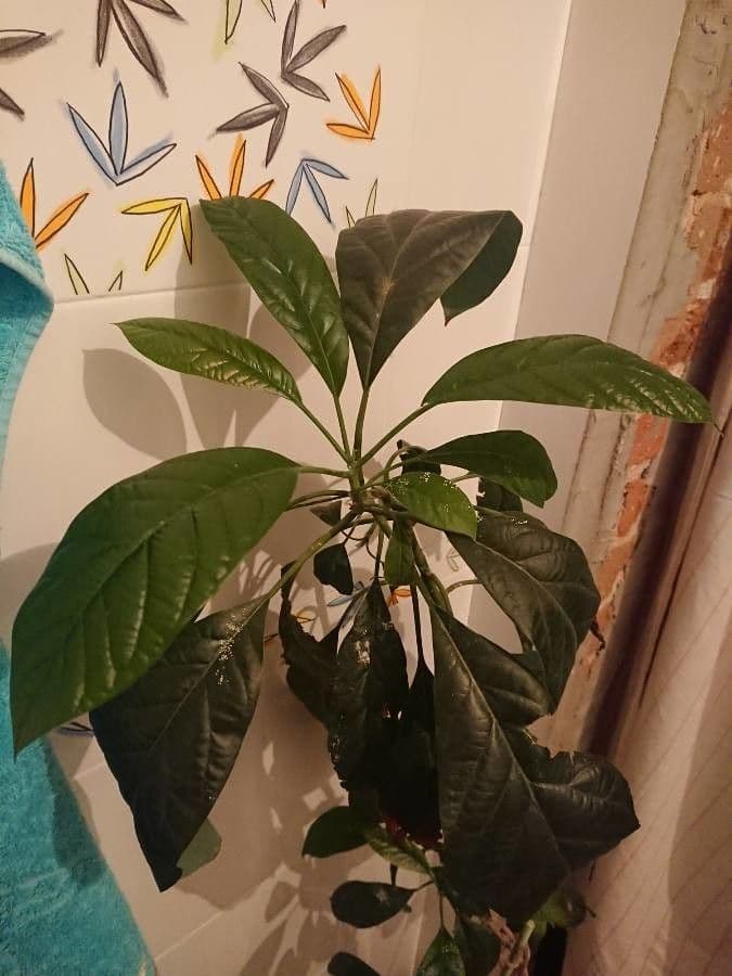Avocado 7