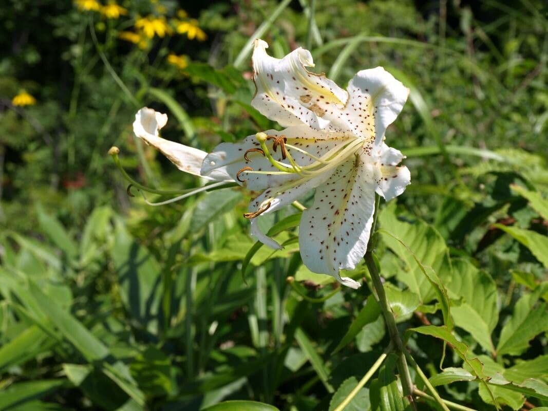 Lis auratum 5