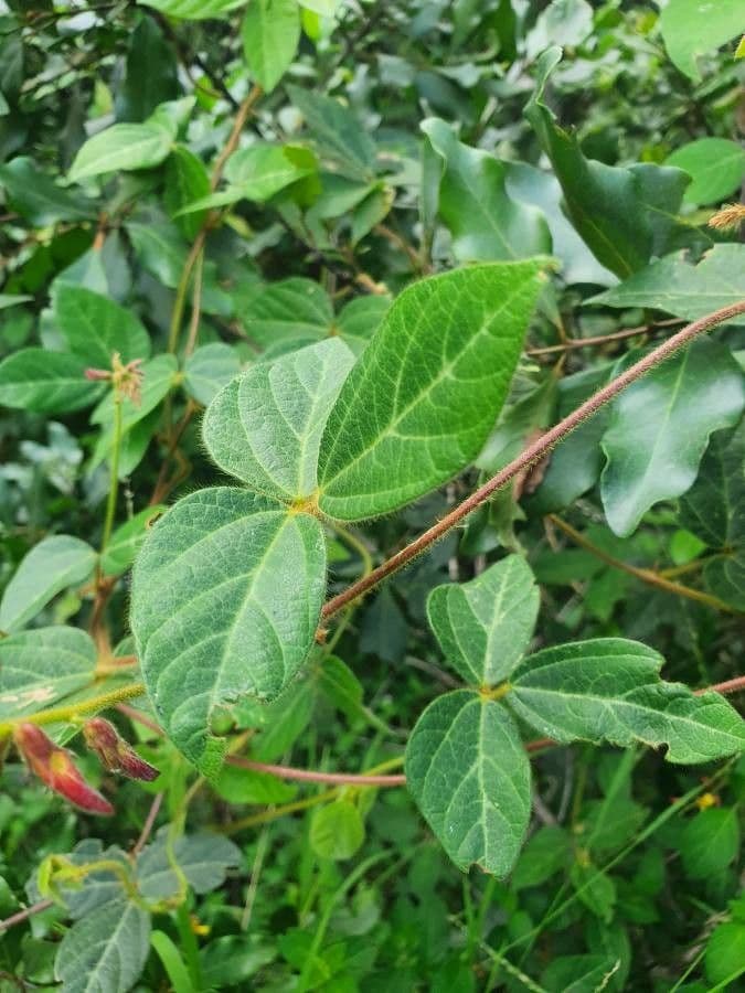 Rhynchosia 4