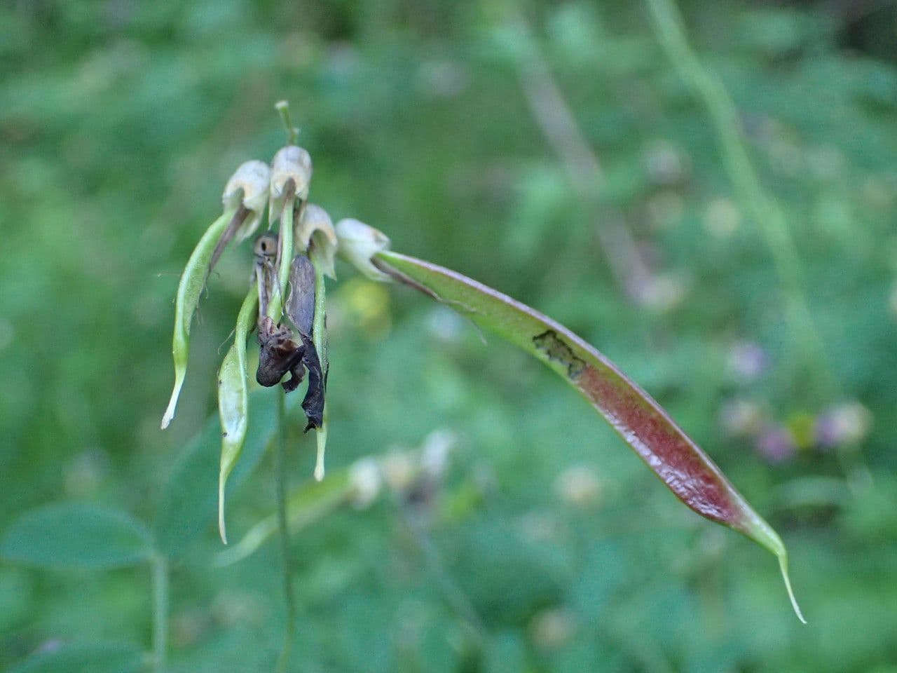 Cicerchia nera 3