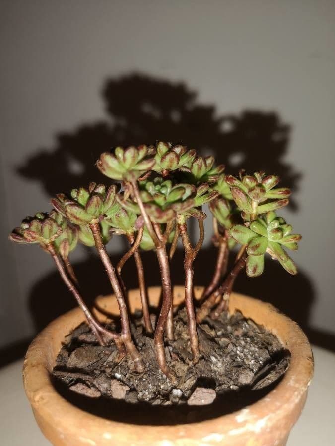 Aeonium sedifolium 6