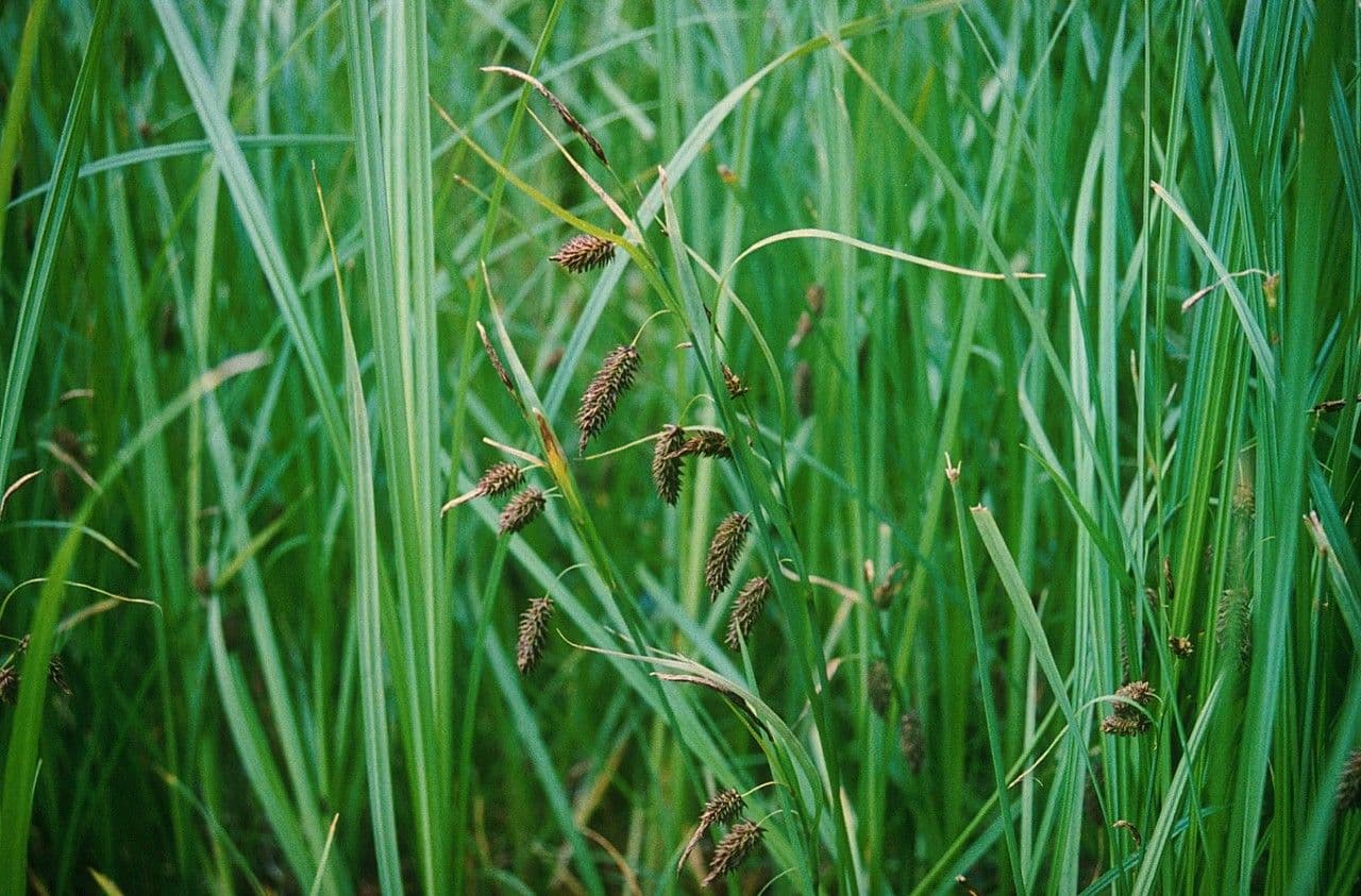Carena 7