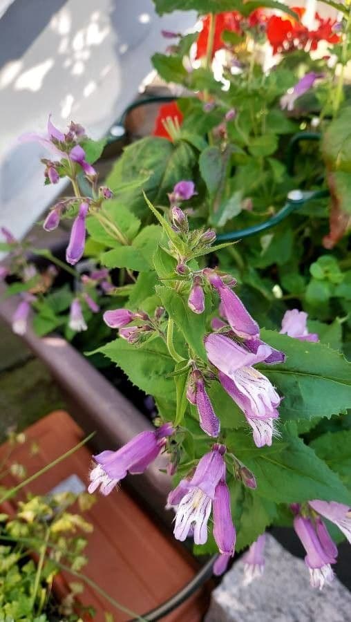 Penstemon 3