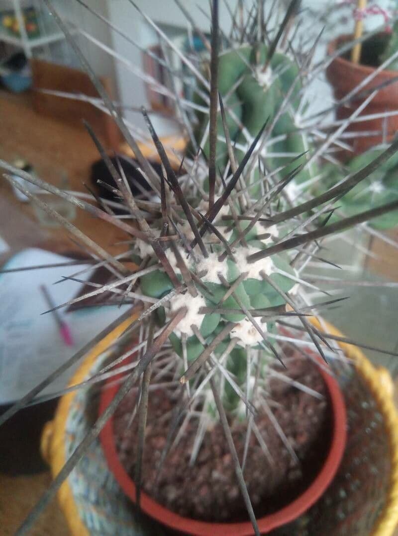 Cactus stuzzicadenti 14