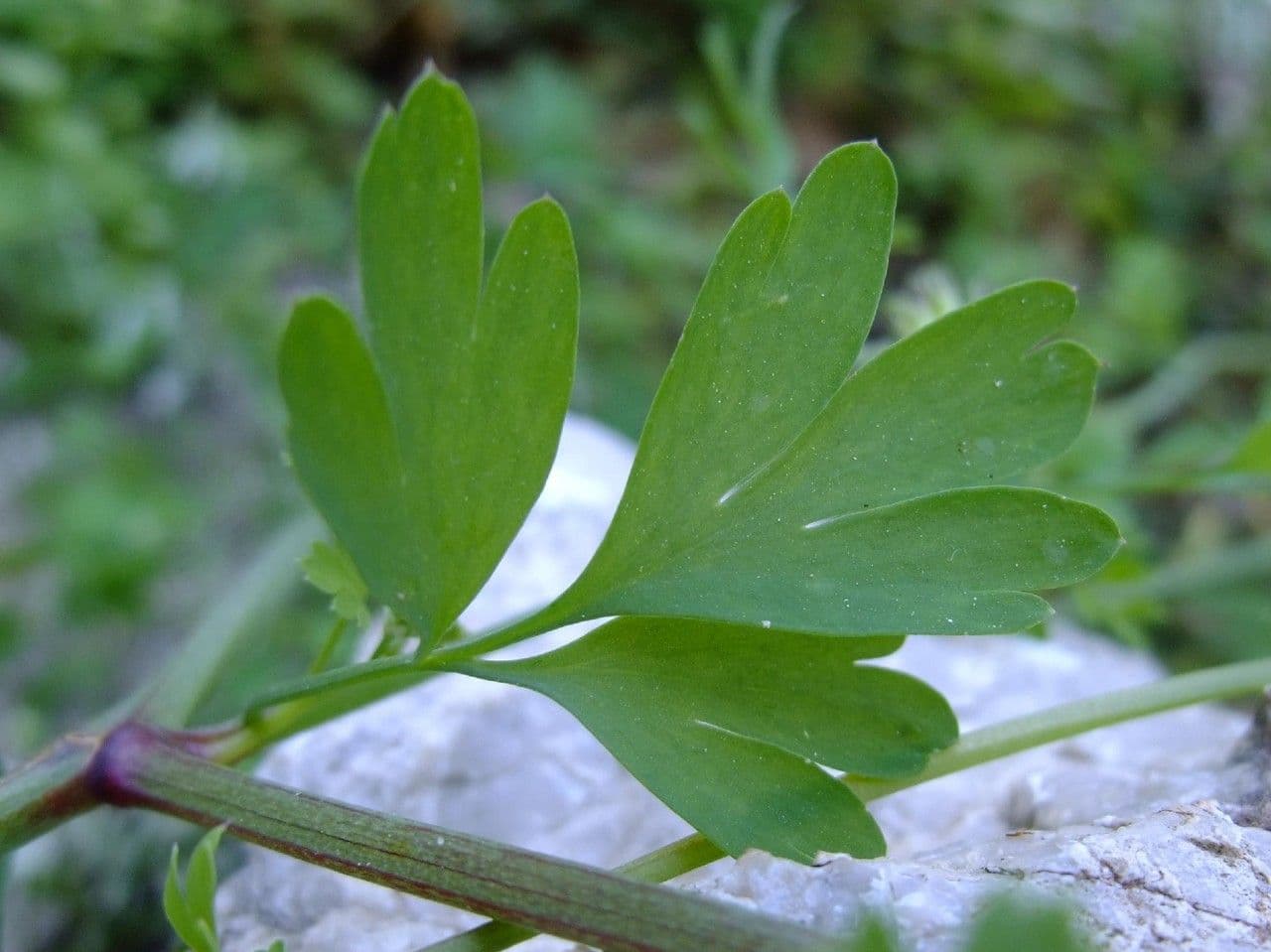 Fumaria bicolore 13