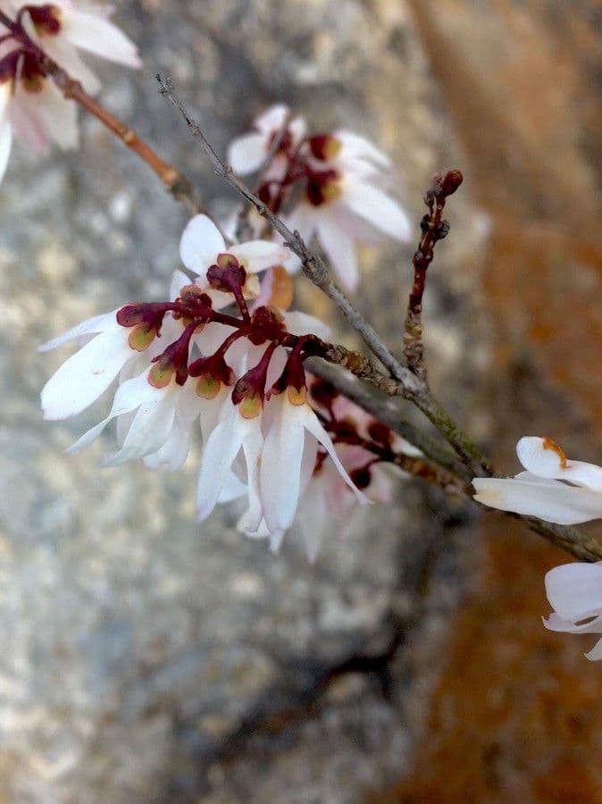 Abeliophyllum 2