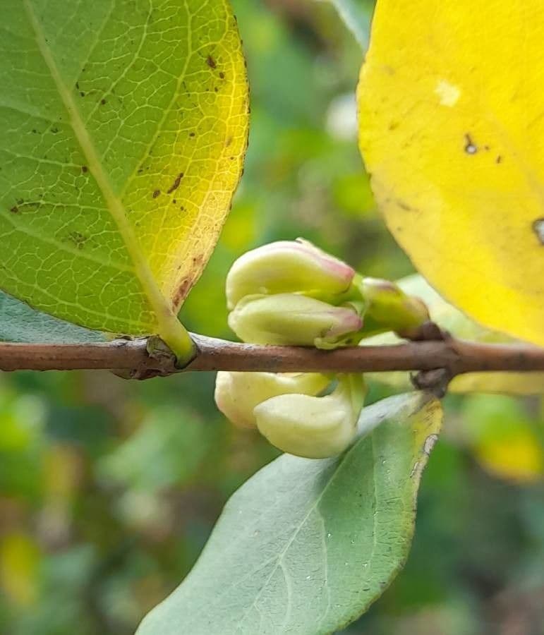 Caprifoglio profumato 27