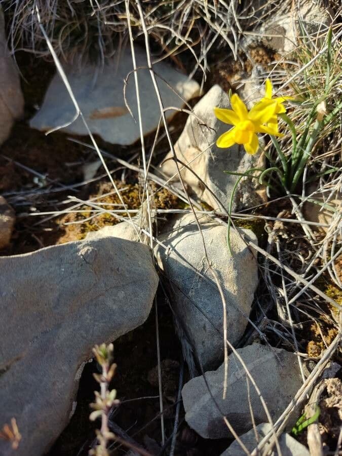 Narciso 3