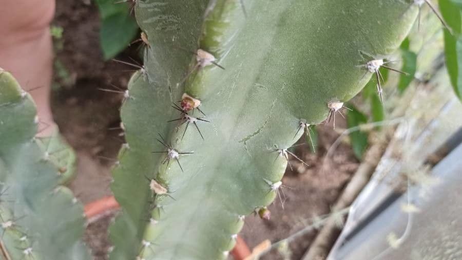 Cereus 14