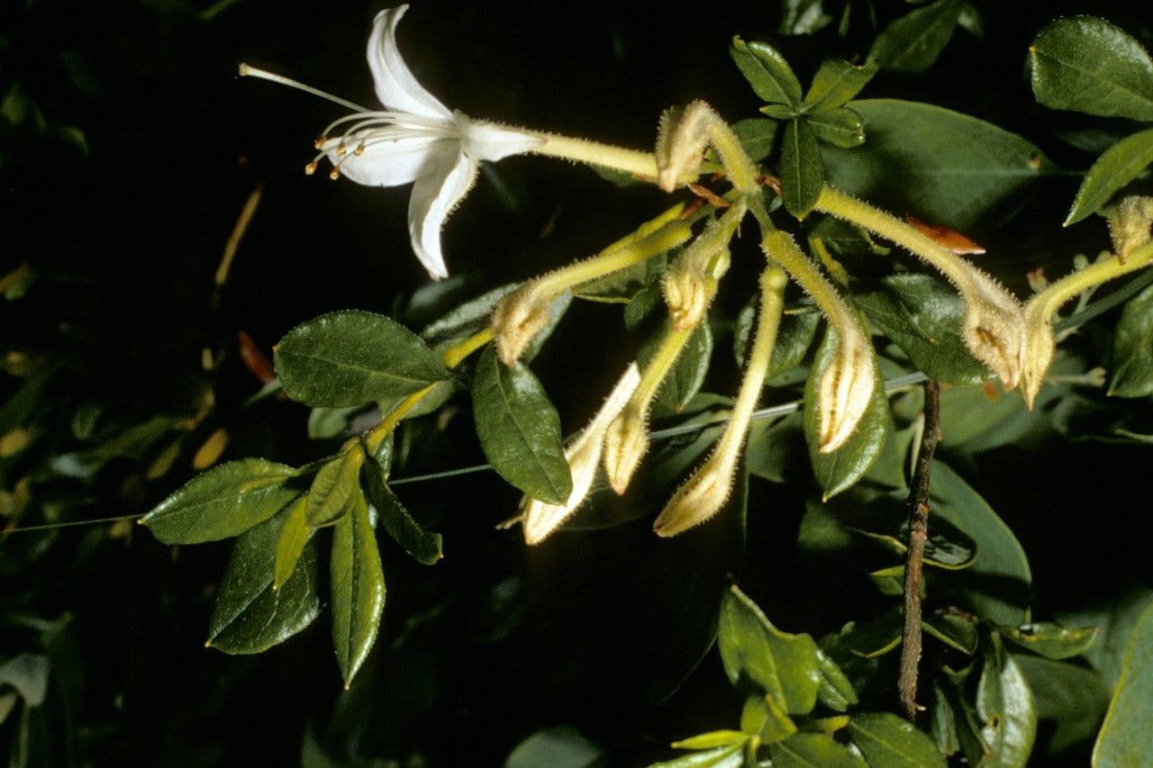 Rododendron 3