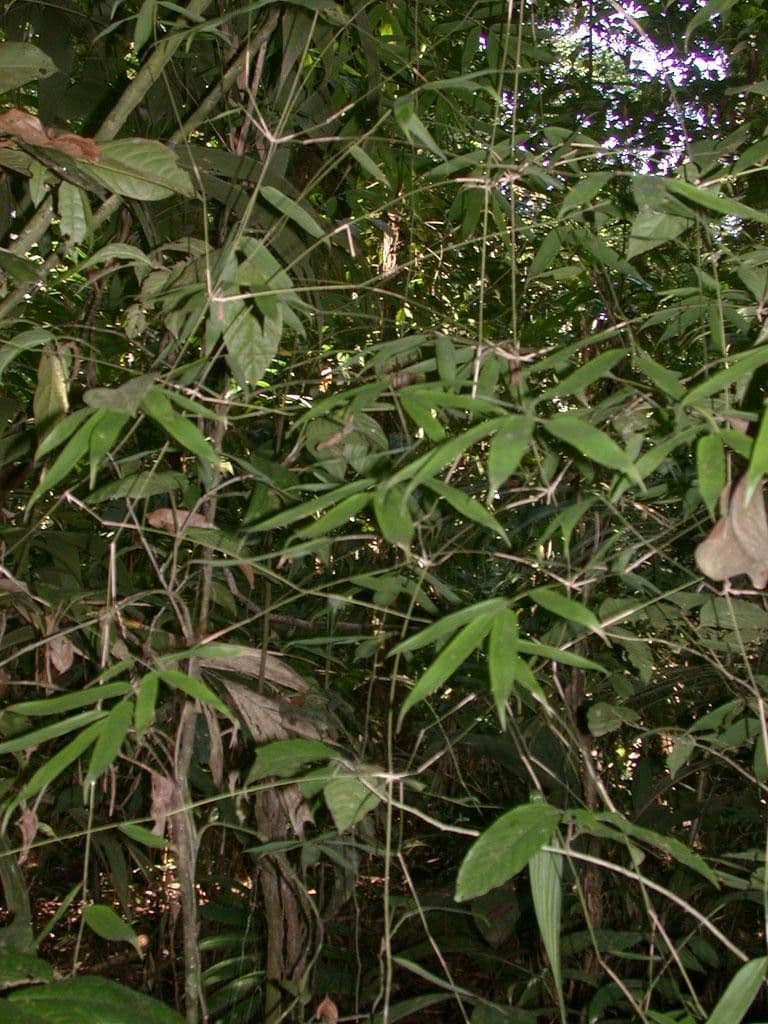 Elytrostachys 6