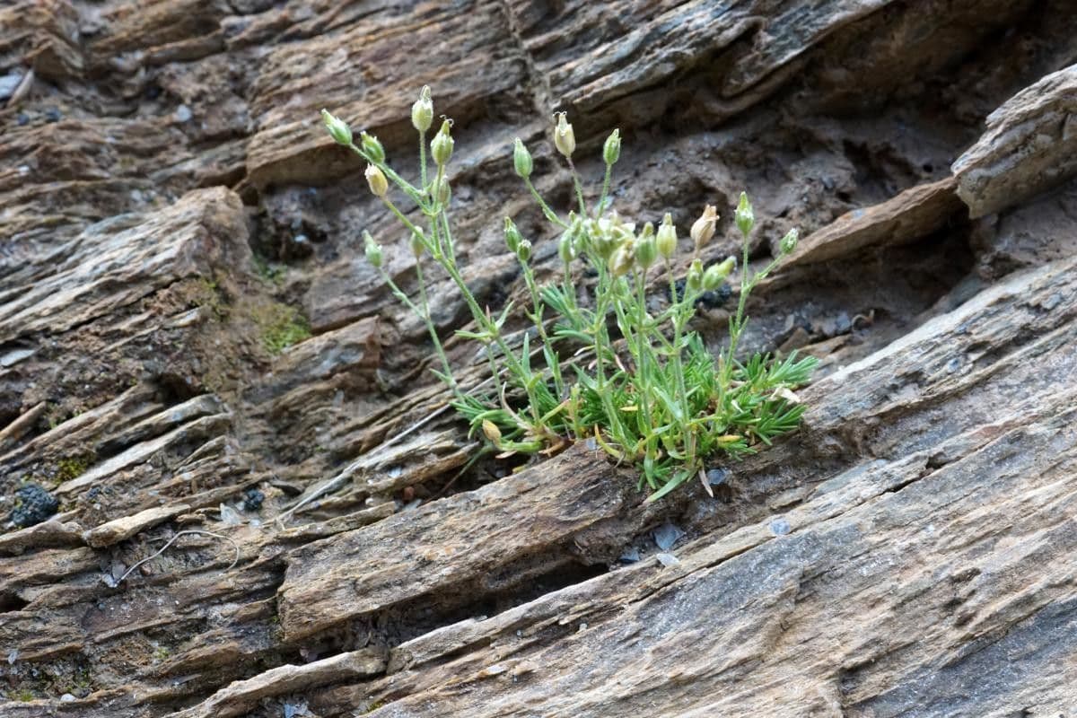 Minuartia mucronata 12