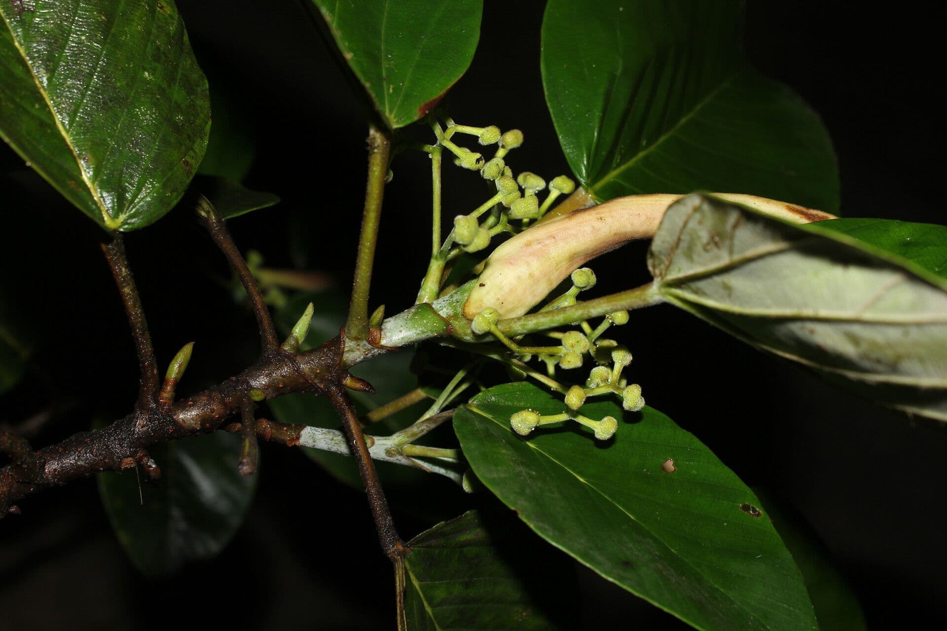 Coussapoa villosa 6