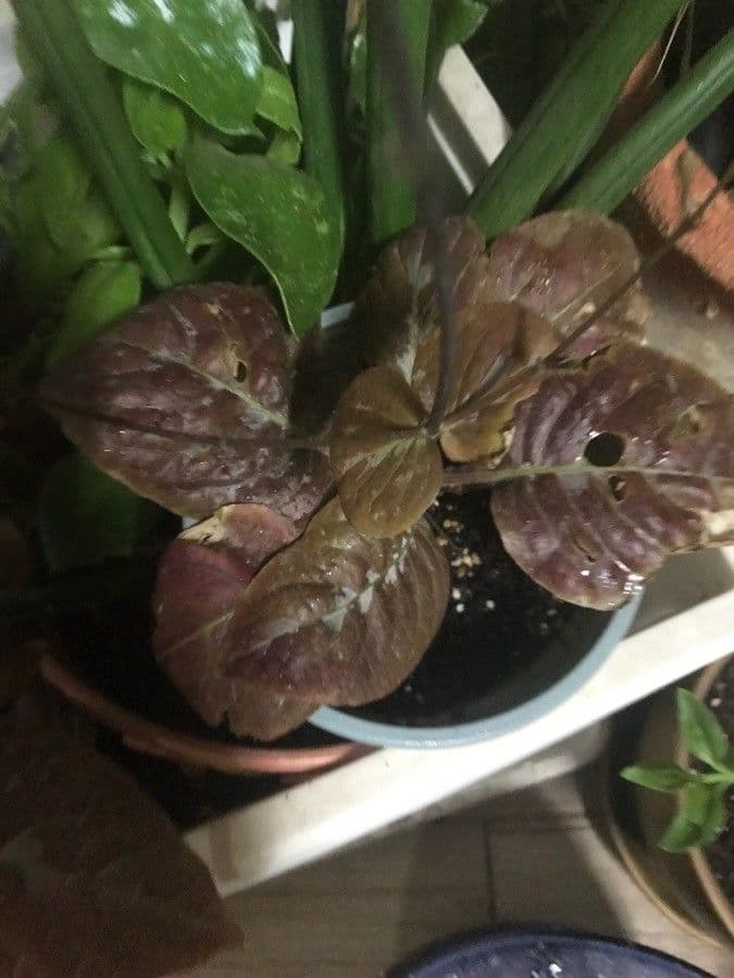 Pseuderanthemum 7