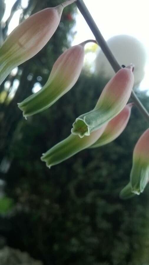 Gasteria