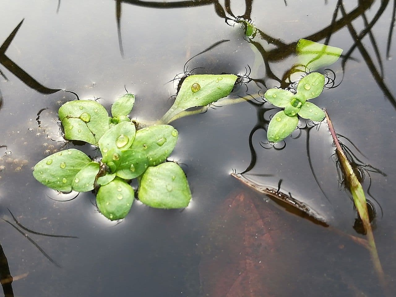 Teich-Wasserstern 19