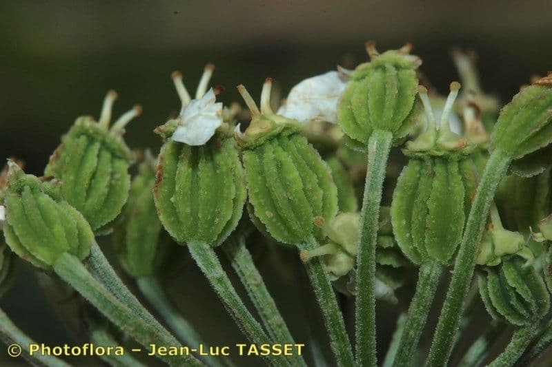 Pleurospermum austriaco 2