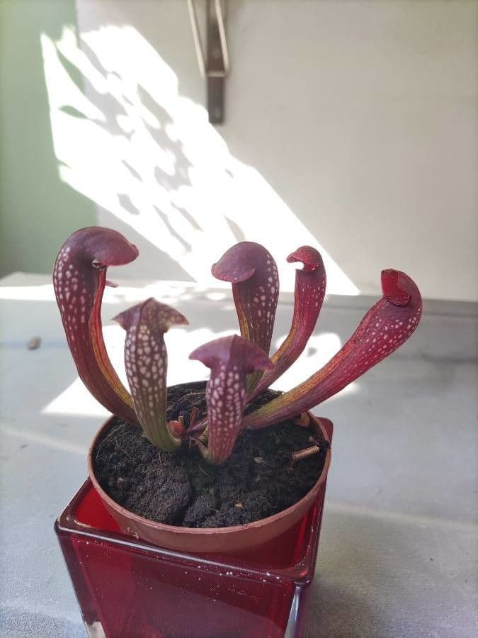 Pianta brocca pappagallo 13