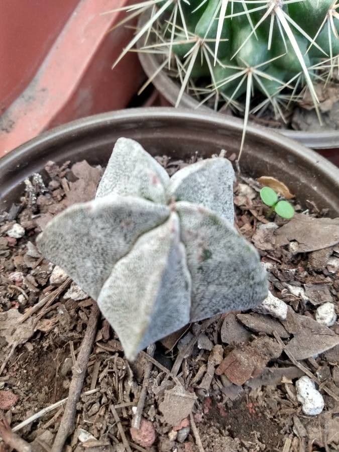 Astrophytum 5