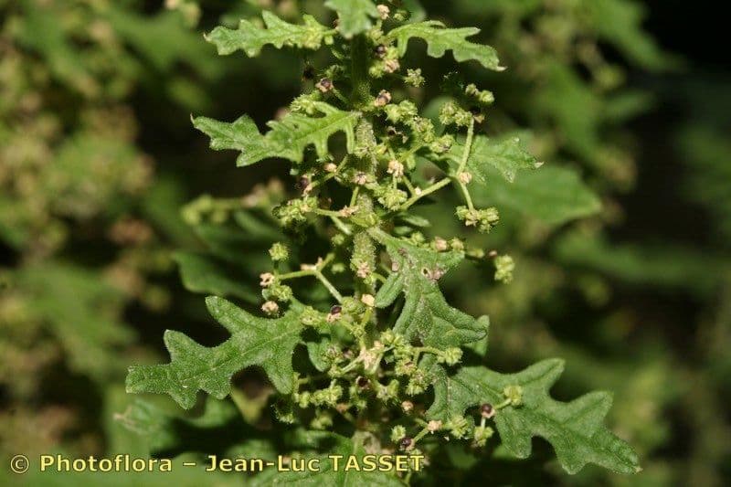Dysphania 8