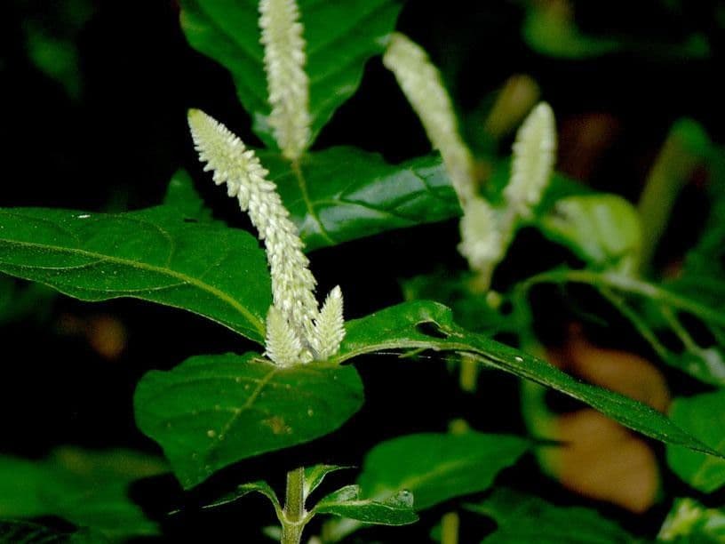 Cyathula 5