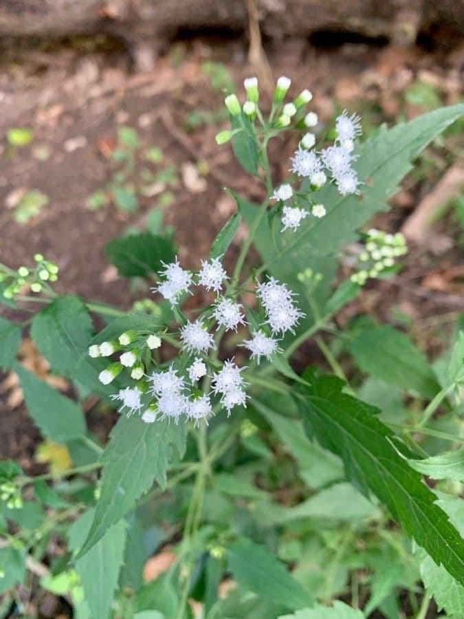 Ageratina aromatica 6