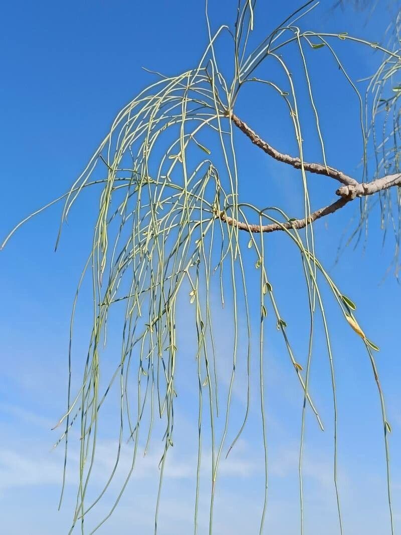 Moringa 5
