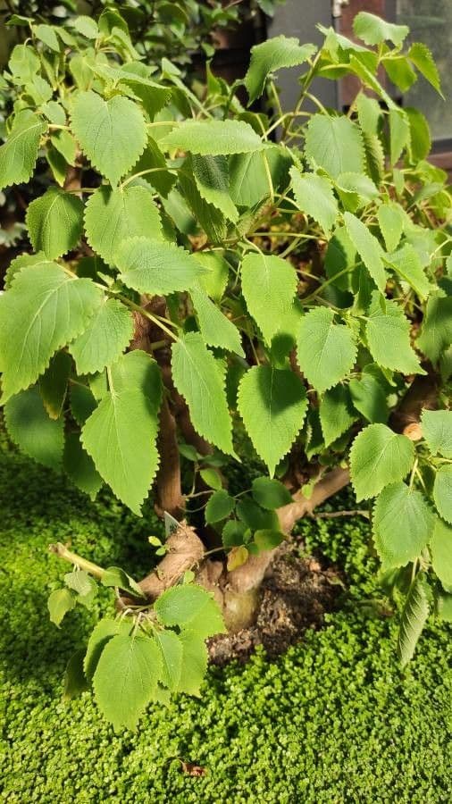 Pycnostachys