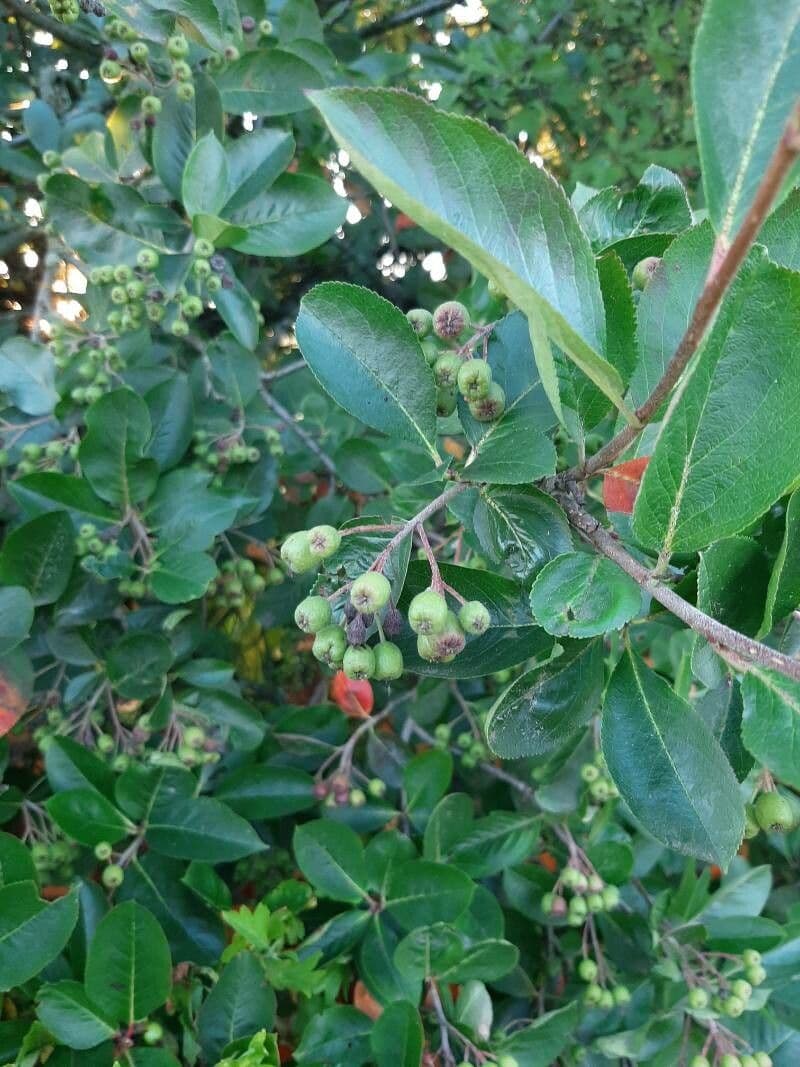 Aronia nera 27