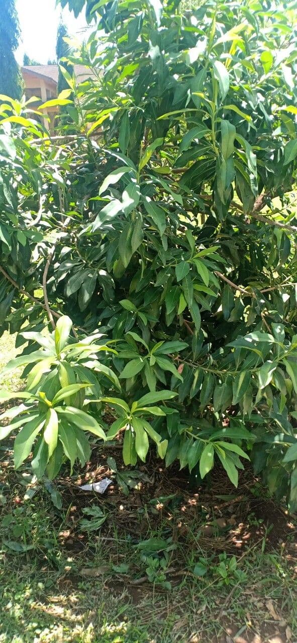 Warburgia 6