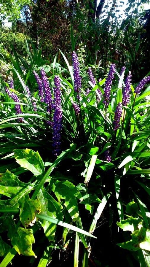 Liriope 11